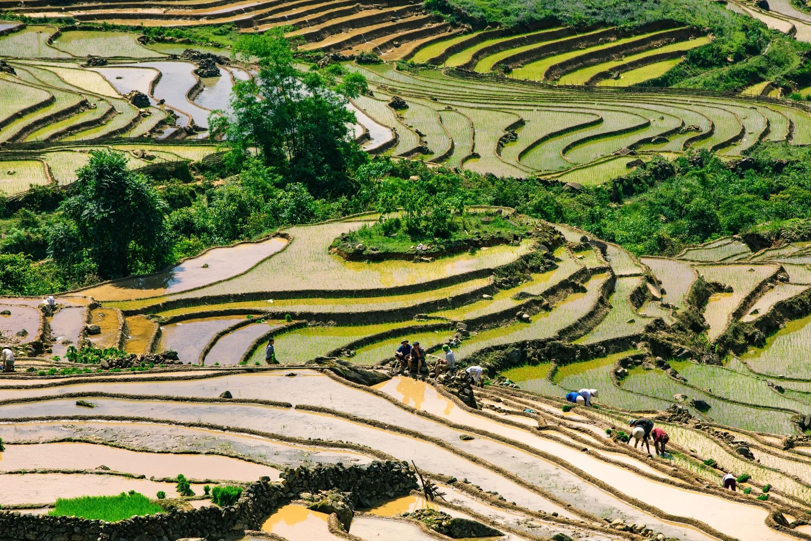 Nông dân làm việc giữa những ruộng bậc thang ngập nước uốn lượn trên đồi ở Sa Pa.