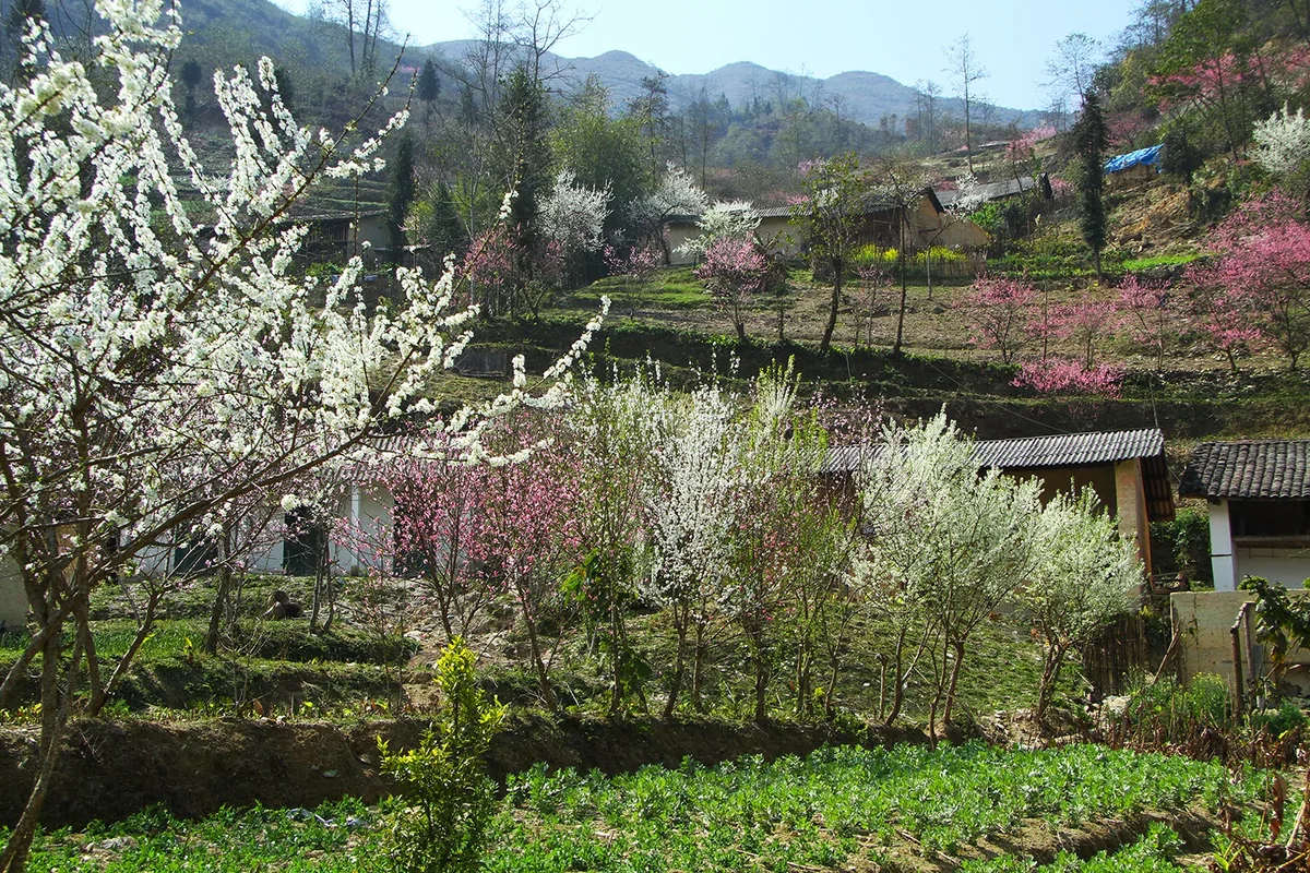 Hoa mận trắng và hồng nở rộ quanh bản làng miền núi ở Đồng Văn, Hà Giang.