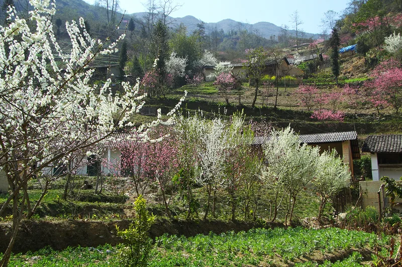 Hoa mận trắng và hồng nở rộ quanh bản làng miền núi ở Đồng Văn, Hà Giang.