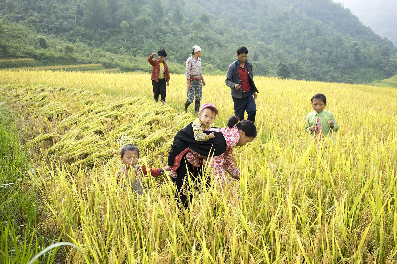 Các gia đình người dân tộc cùng trẻ nhỏ gặt lúa chín vàng trên ruộng bậc thang gần Mù Cang Chải, Yên Bái.